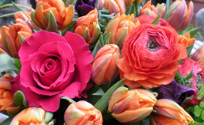 Frühling-Bender-Blumen-kaufen-Neuss